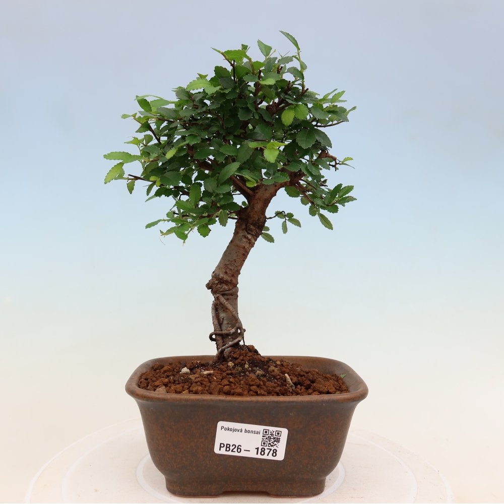 Camera bonsai - Ulmus parvifolia - Olmo a foglie piccole
