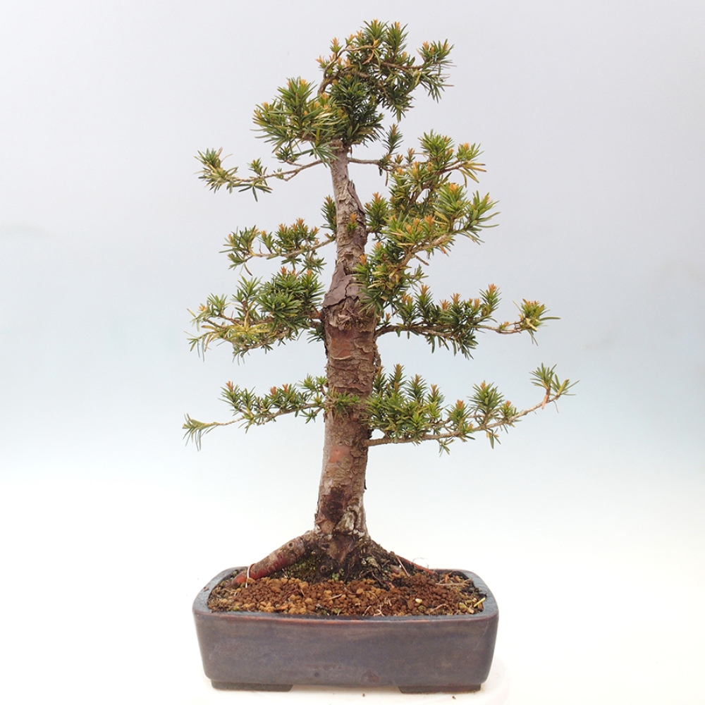 Bonsai da esterno - Taxus cuspidata - Tasso giapponese