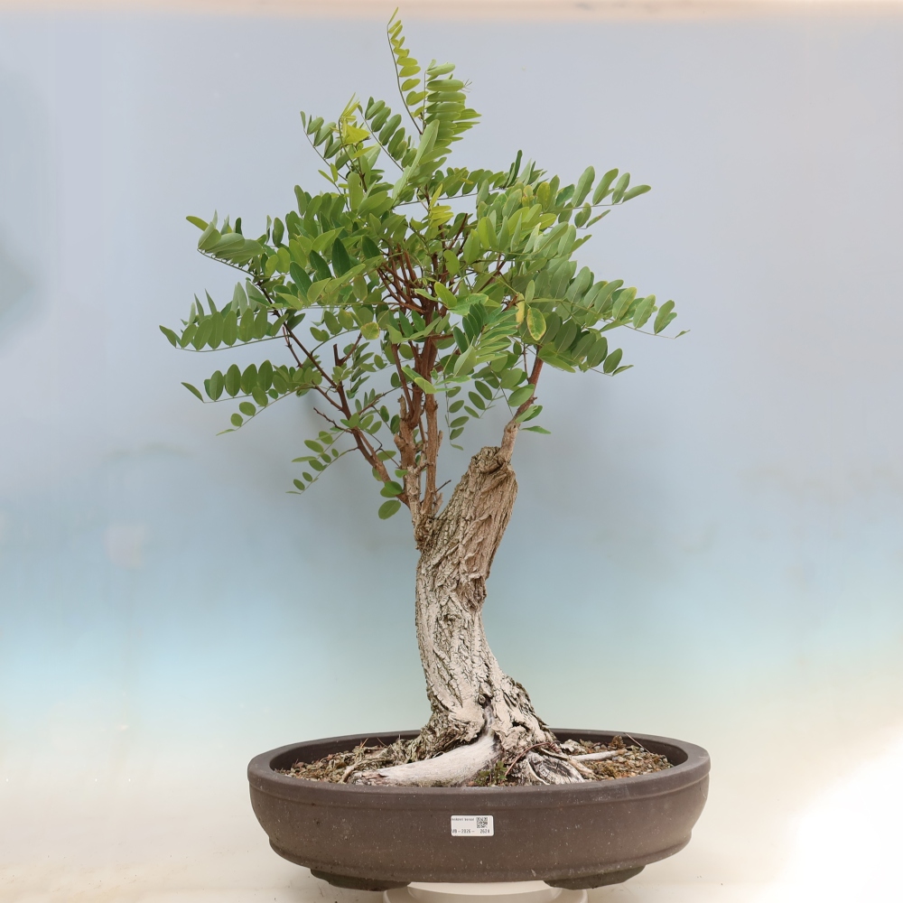 Bonsai da esterno - Acacia spinosa - Robinia pseudoacacia
