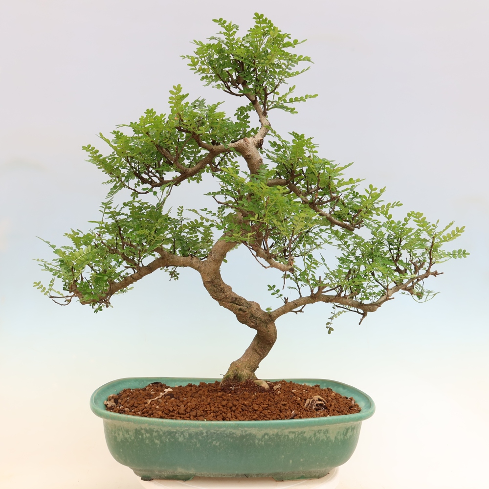 Camera bonsai - Zantoxylum piperitum - albero del pepe