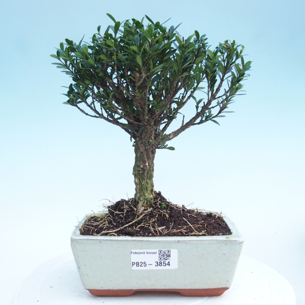 Camera bonsai - Buxus harlandii - buxus da sughero