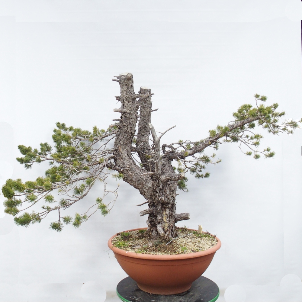 Yamadori - Pinus sylvestris Spagna