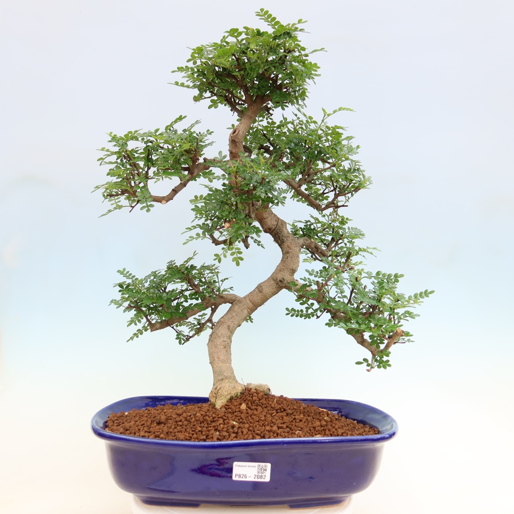 Camera bonsai - Zantoxylum piperitum - albero del pepe