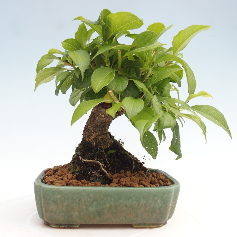 Bonsai da esterno - Celastrus orbiculatus