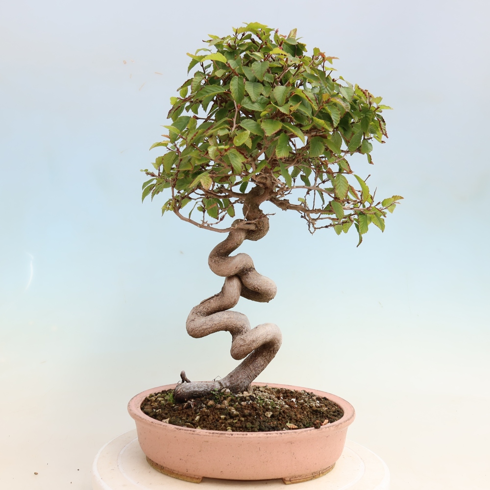 Bonsai da esterno -Carpinus CARPINOIDES - Carpino coreano