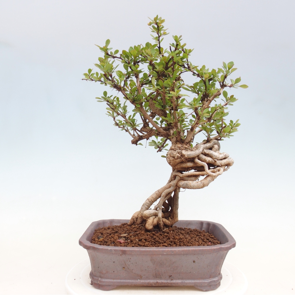 Bonsai da esterno - Berberis coreana