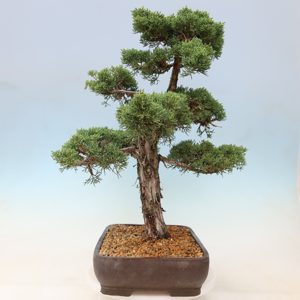Bonsai da esterno - Juniperus chinensis Kishu