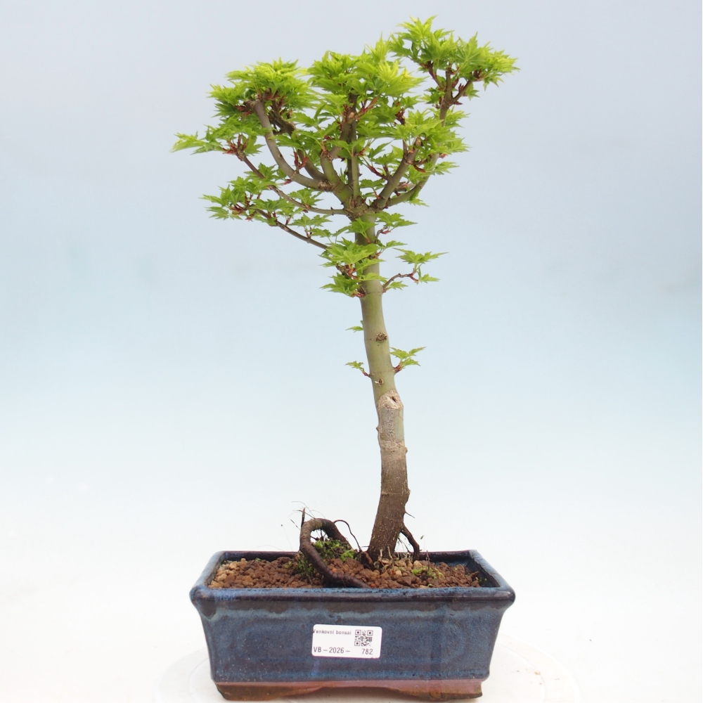 Bonsai da esterno -Palma di Giava Acer palmatum Shishigashira