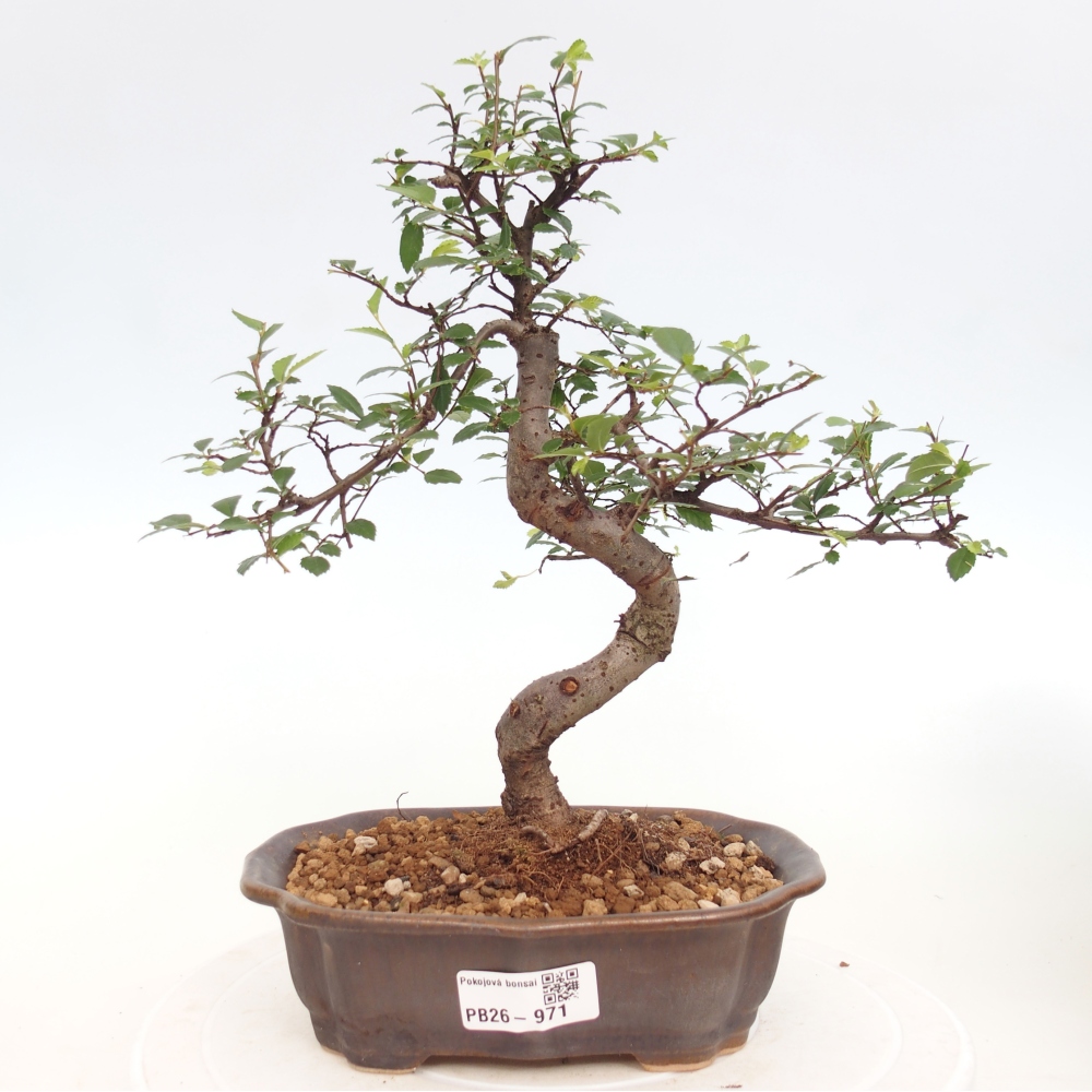 Camera bonsai - Ulmus parvifolia - Olmo a foglie piccole