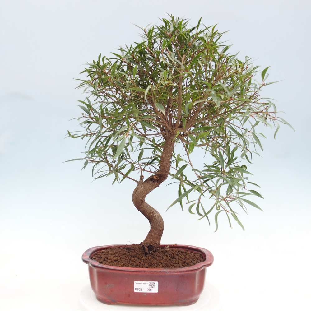 Camera bonsai - Ficus nerifolia - ficus a foglie piccole