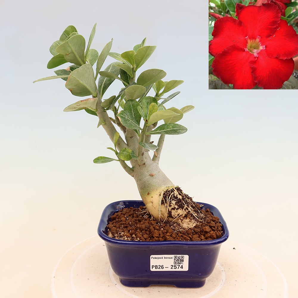 Bonsai da interno - Adenium obesum Red Star - Rosa del deserto