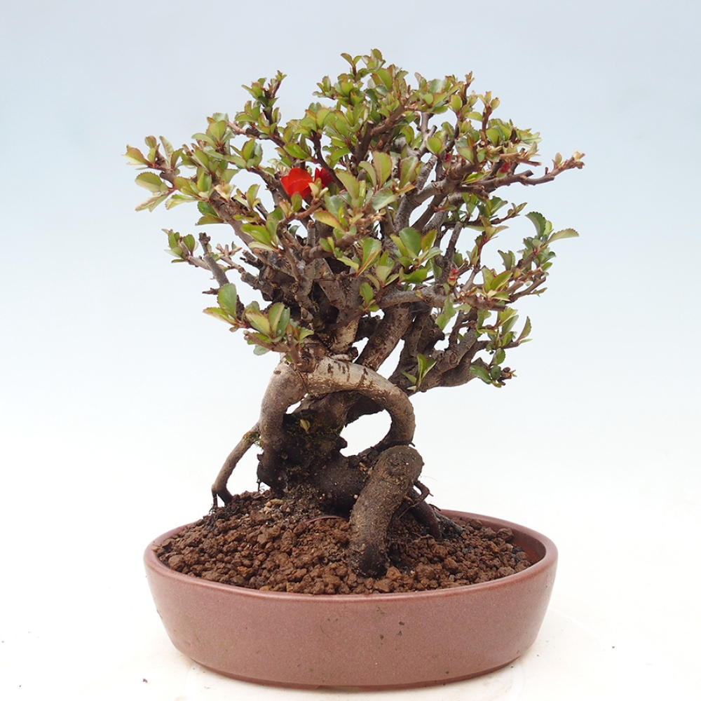 Bonsai da esterno - Chaneomeles speciosa - Cotogno