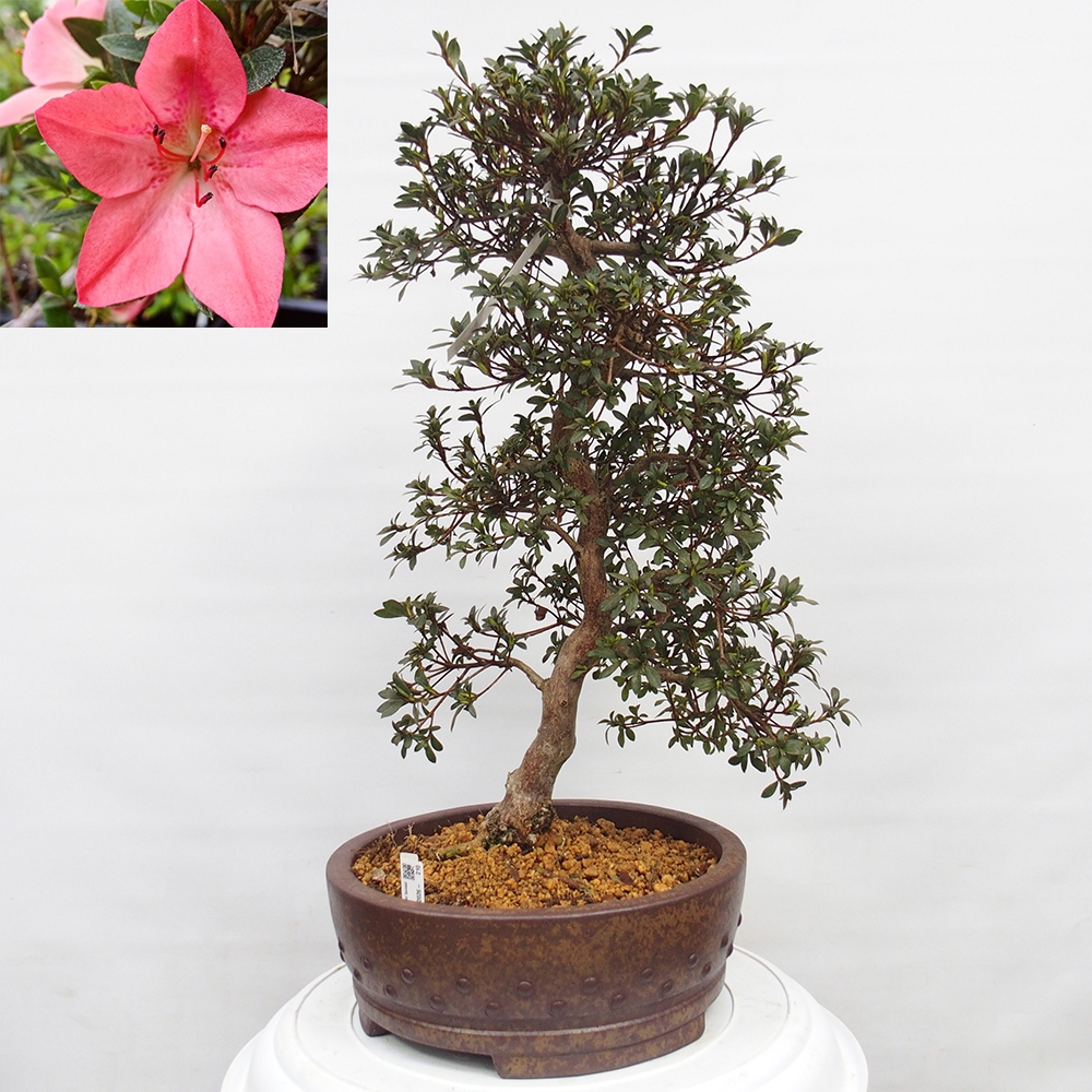 Bonsai da esterno - Azalea giapponese - Azalea Akari