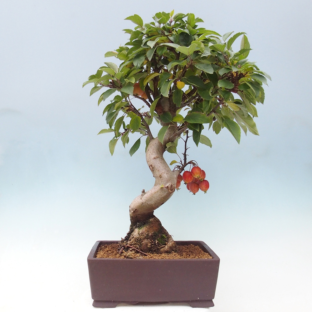 Bonsai da esterno -Malus halliana - Melo a frutto piccolo
