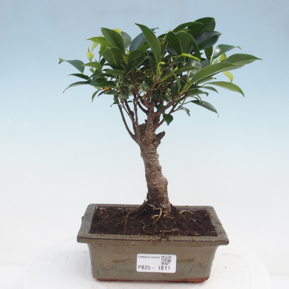 Camera bonsai - Ficus retusa - ficus a foglie piccole