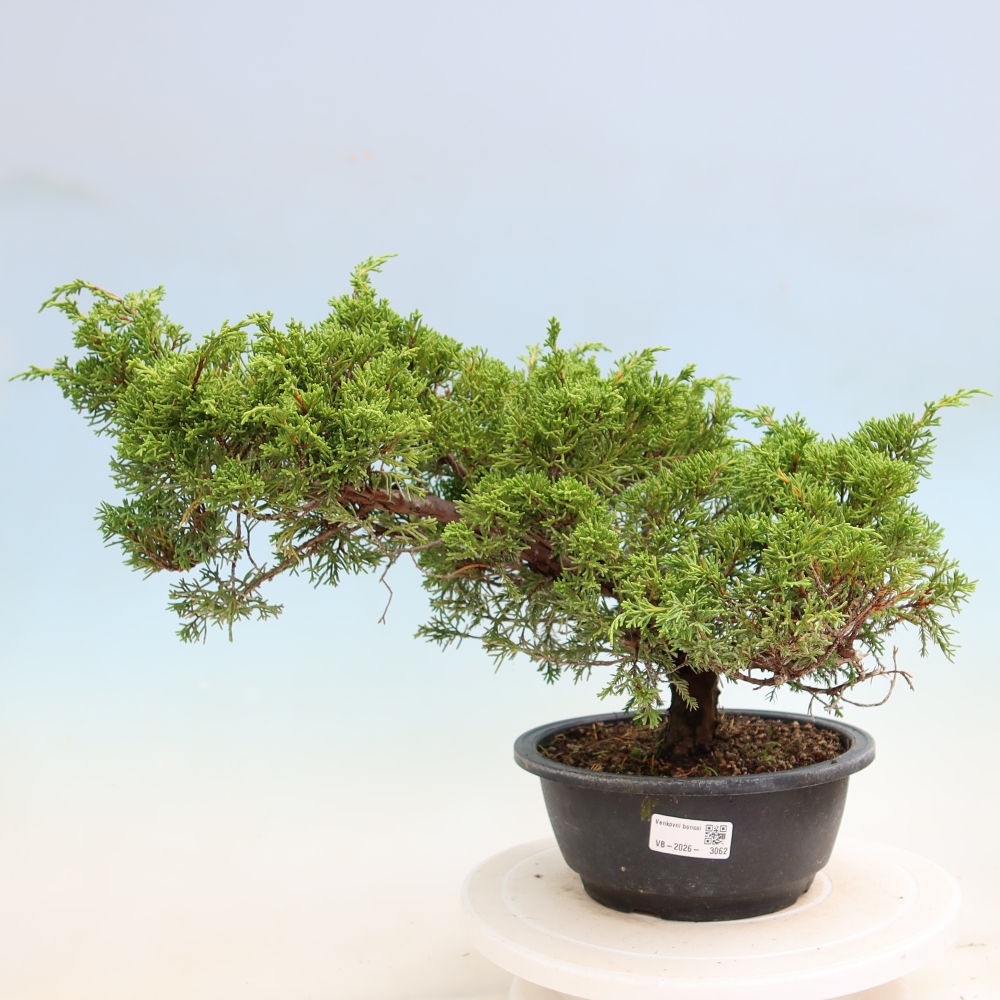 Bonsai da esterno - Juniperus chinensis Itoigawa-Juniperus chinensis