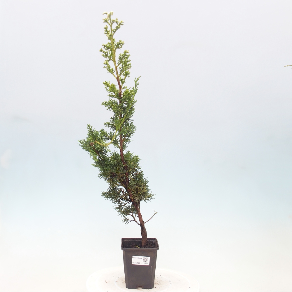 Bonsai da esterno - Juniperus chinensis Kishu