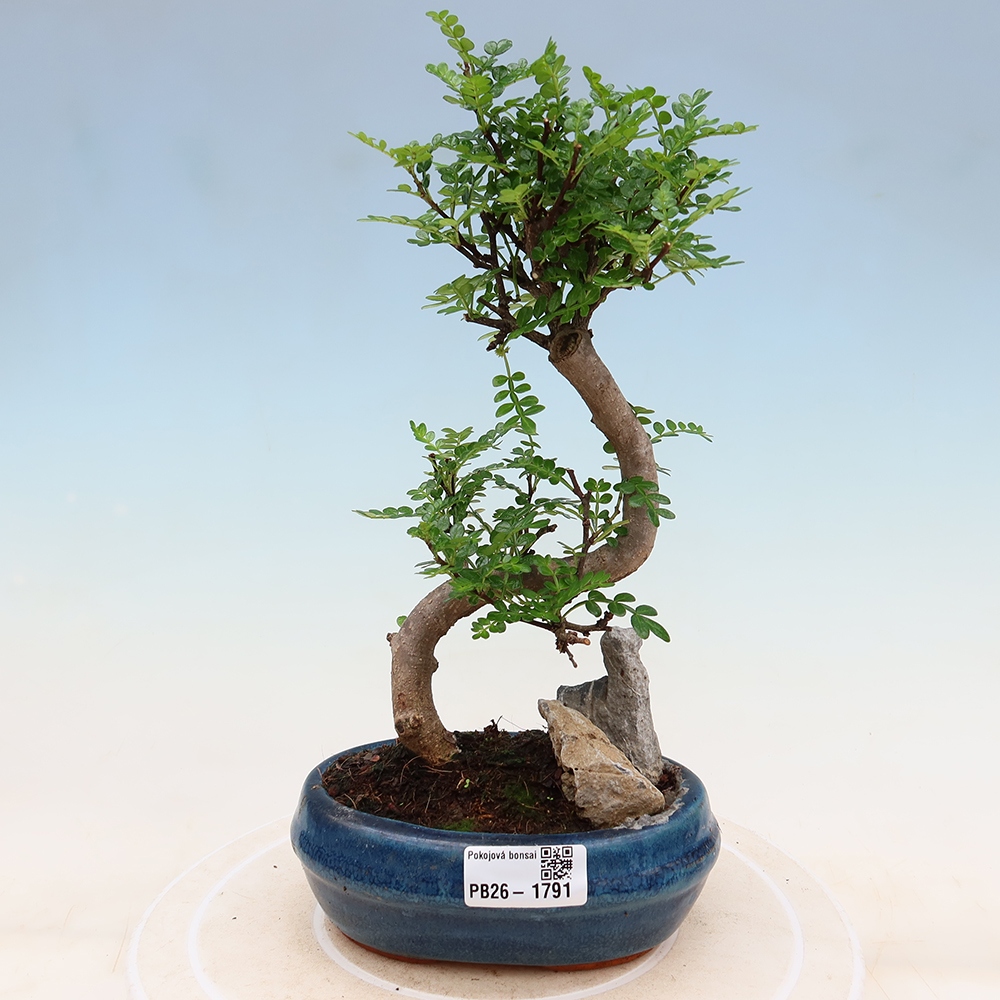 Camera bonsai - Zantoxylum piperitum - albero del pepe