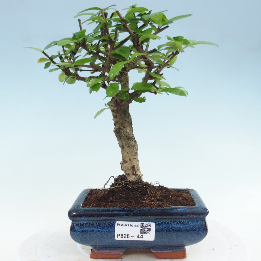 Camera bonsai - Carmona macrophylla - Tea fuki