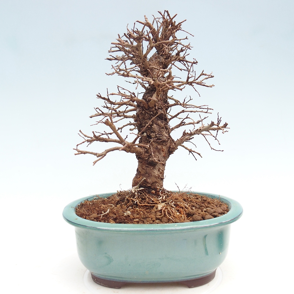 Bonsai da esterno - Zelkova - Zelkova NIRE