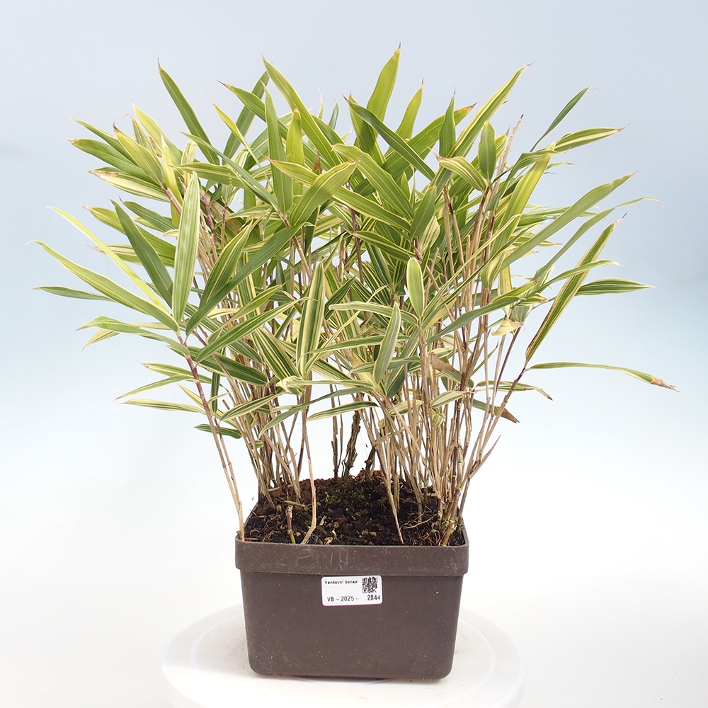 Bonsai da esterno - Sasaella masamuneana Albostriata - Bambù