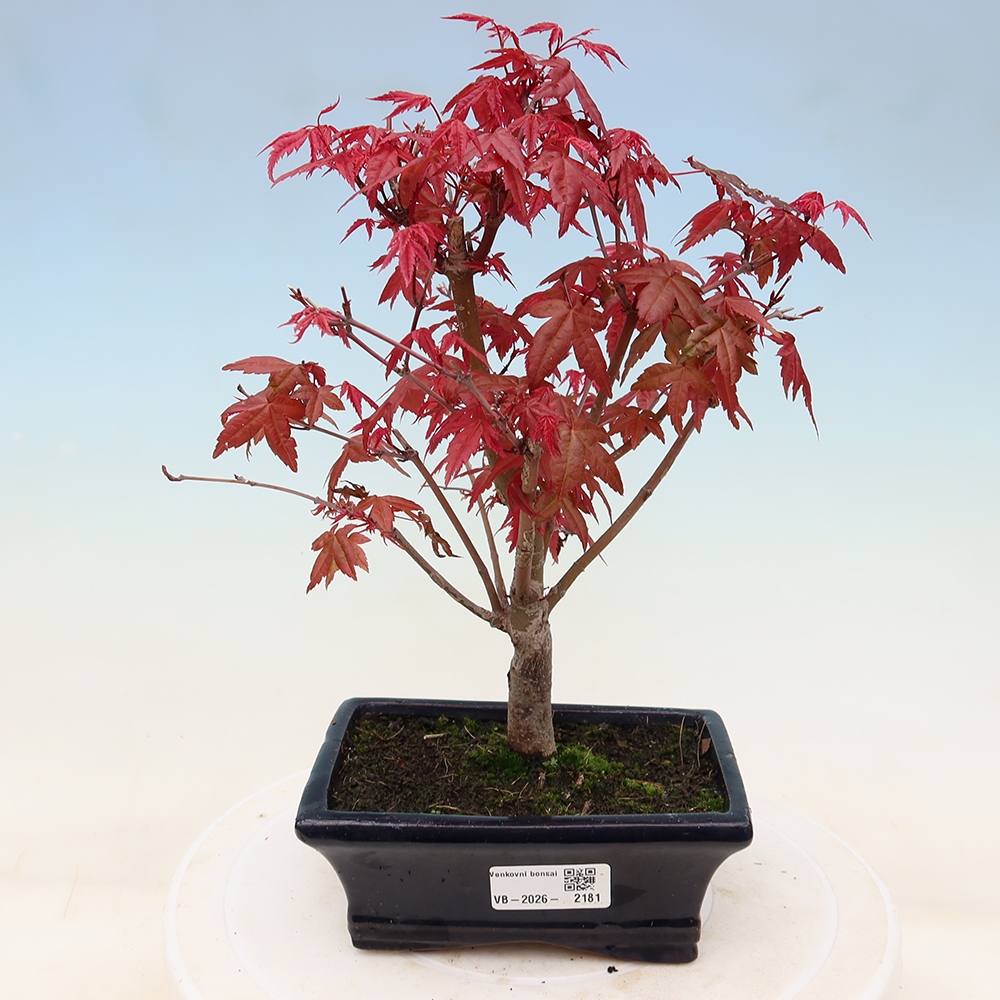 Bonsai da esterno - Acer palmatum DESHOJO