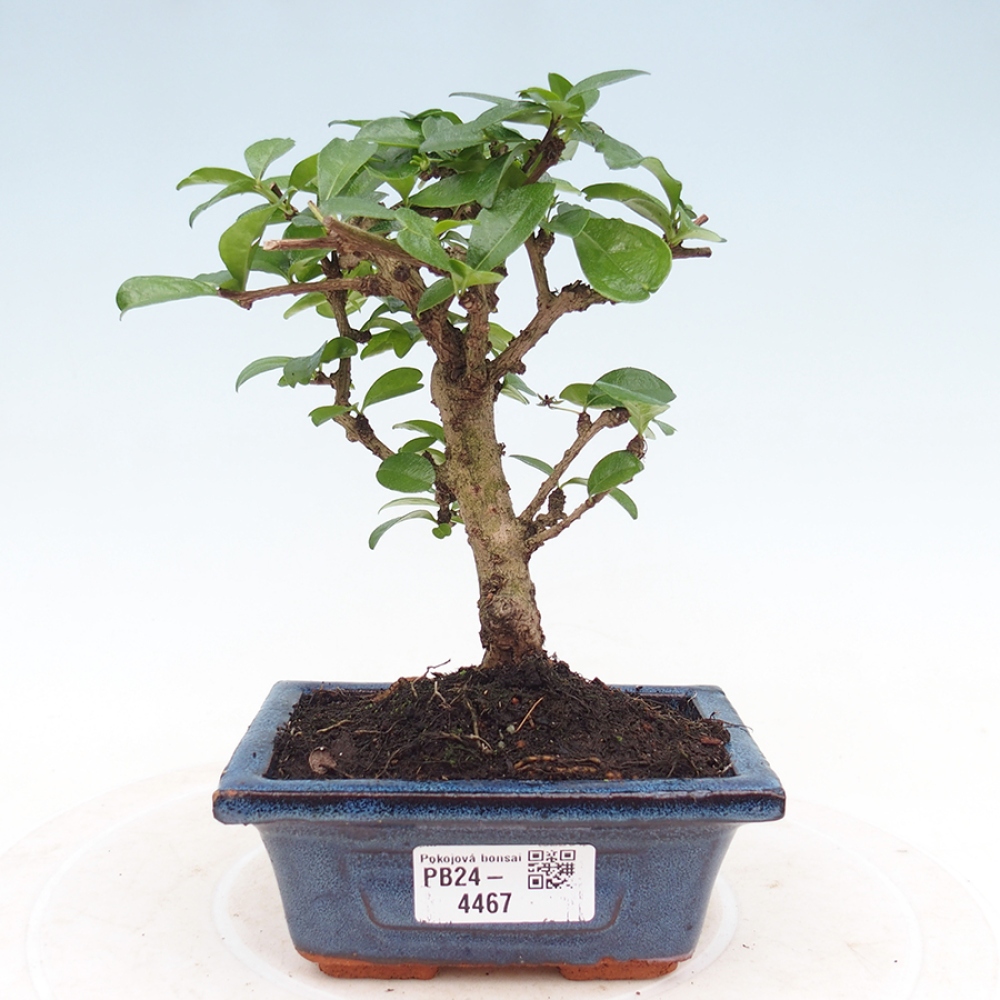 Camera bonsai - Carmona macrophylla - Tea fuki