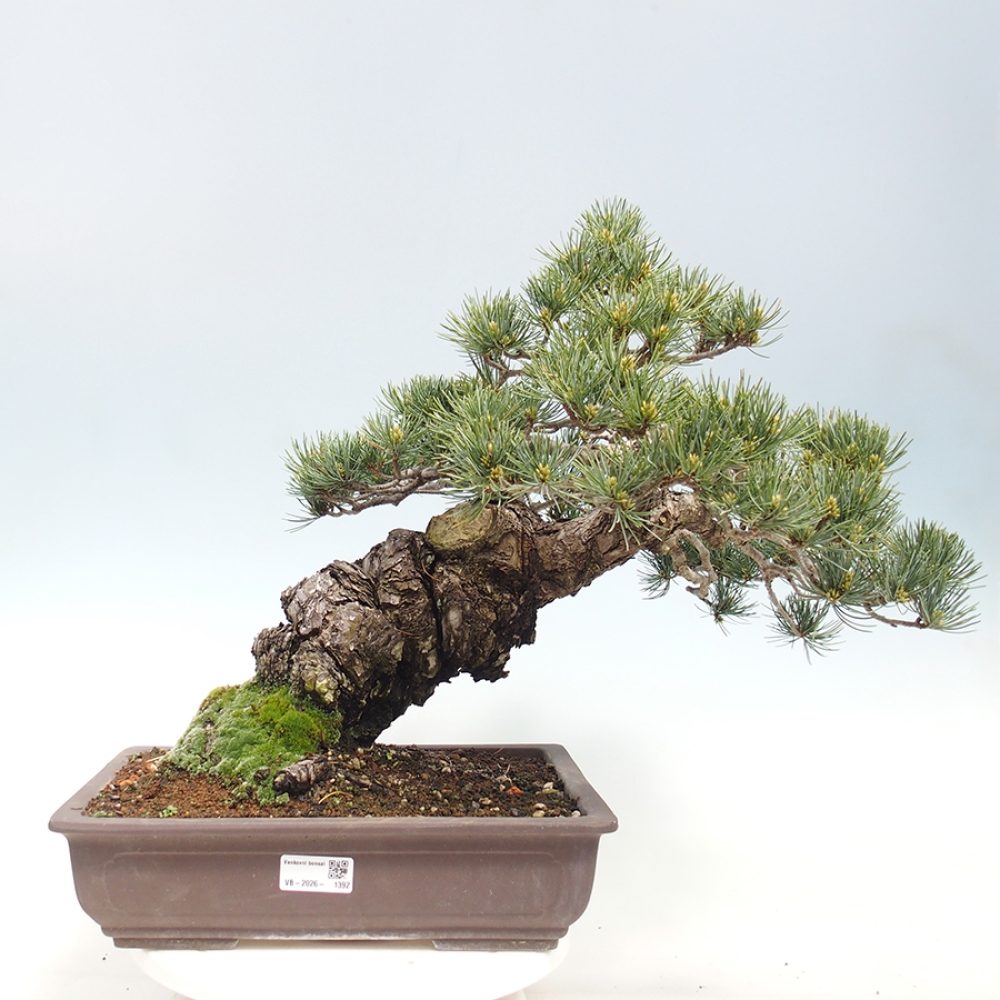Bonsai da esterno - Pinus parviflora - Pinus parviflora