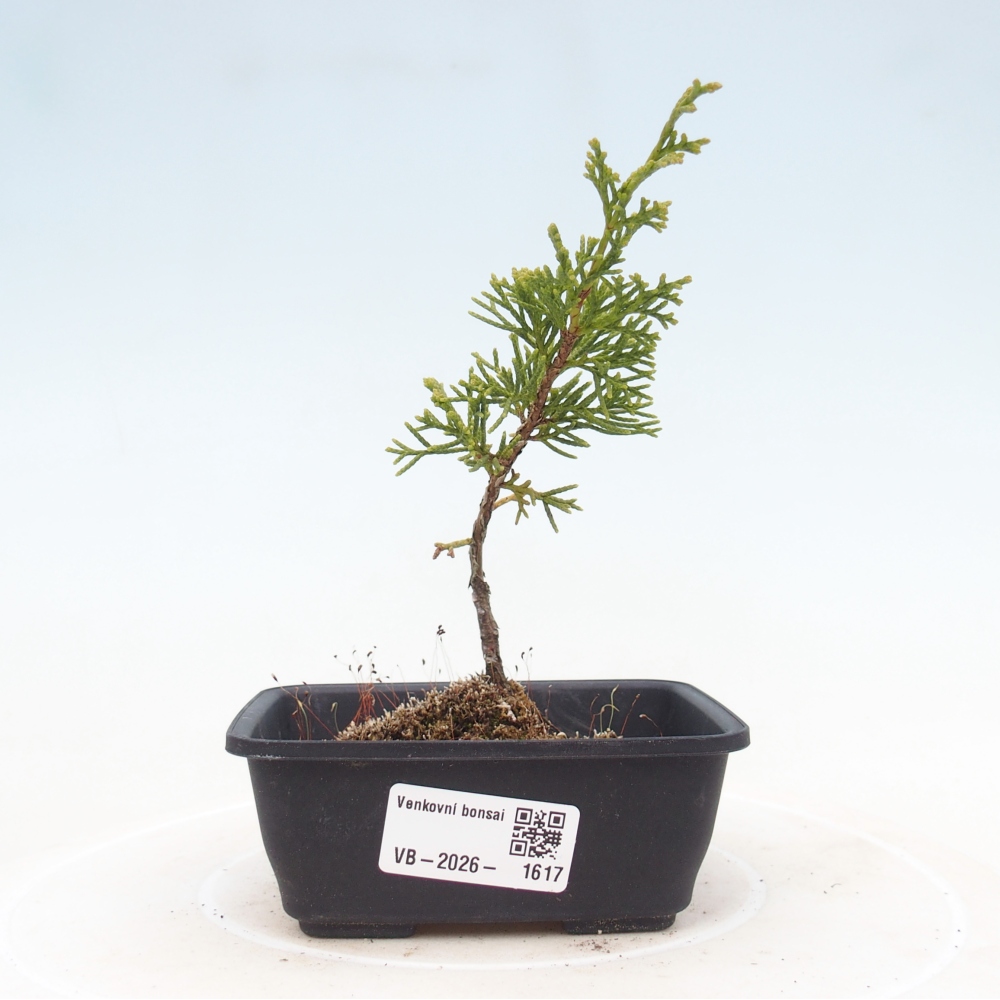 Bonsai da esterno - Juniperus chinensis Itoigawa