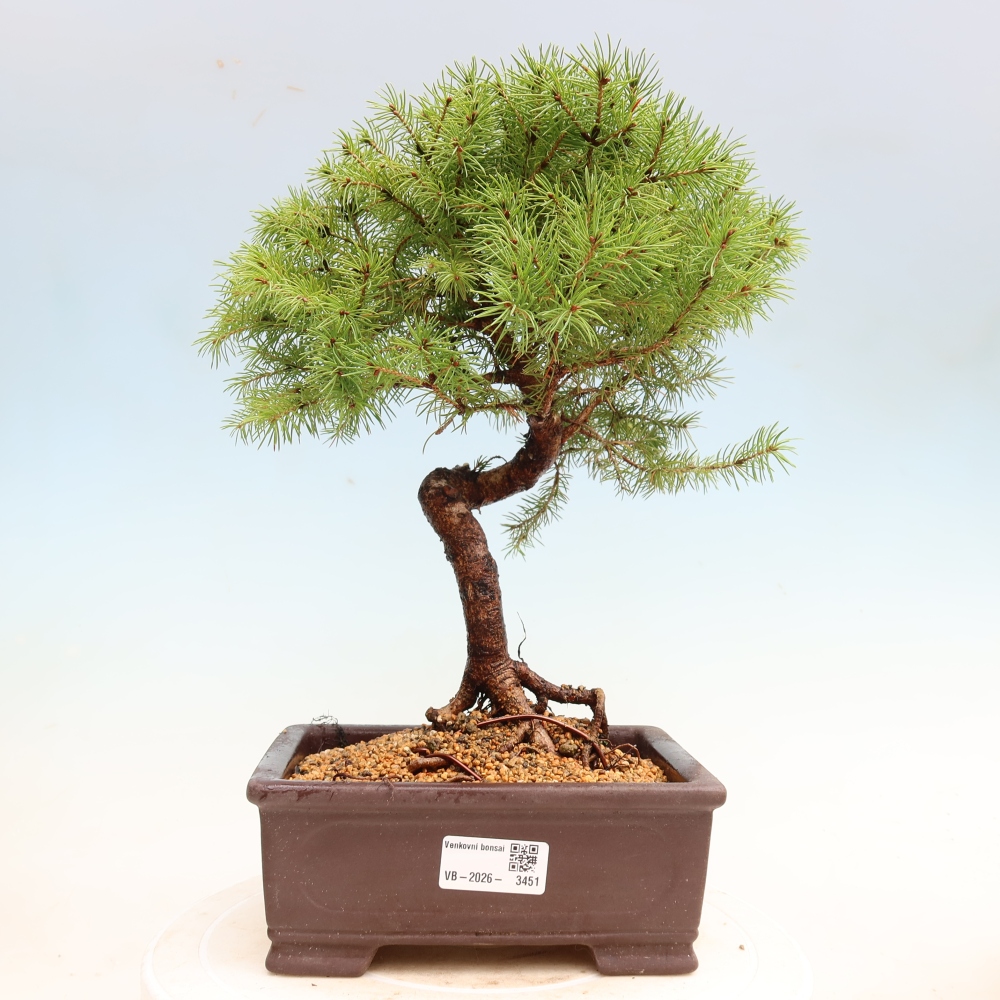 Bonsai da esterno - Abete grigio - Picea glauca globe