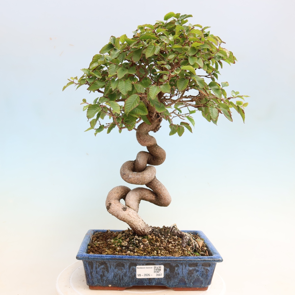 Bonsai da esterno -Carpinus CARPINOIDES - Carpino coreano