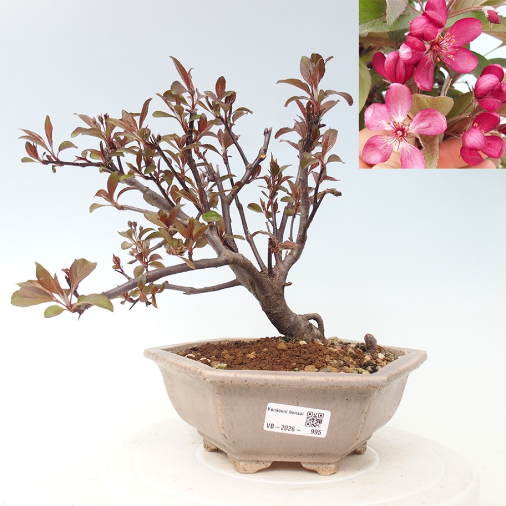 Bonsai da esterno -Malus domestica - Melo a piccoli frutti a foglie rosse