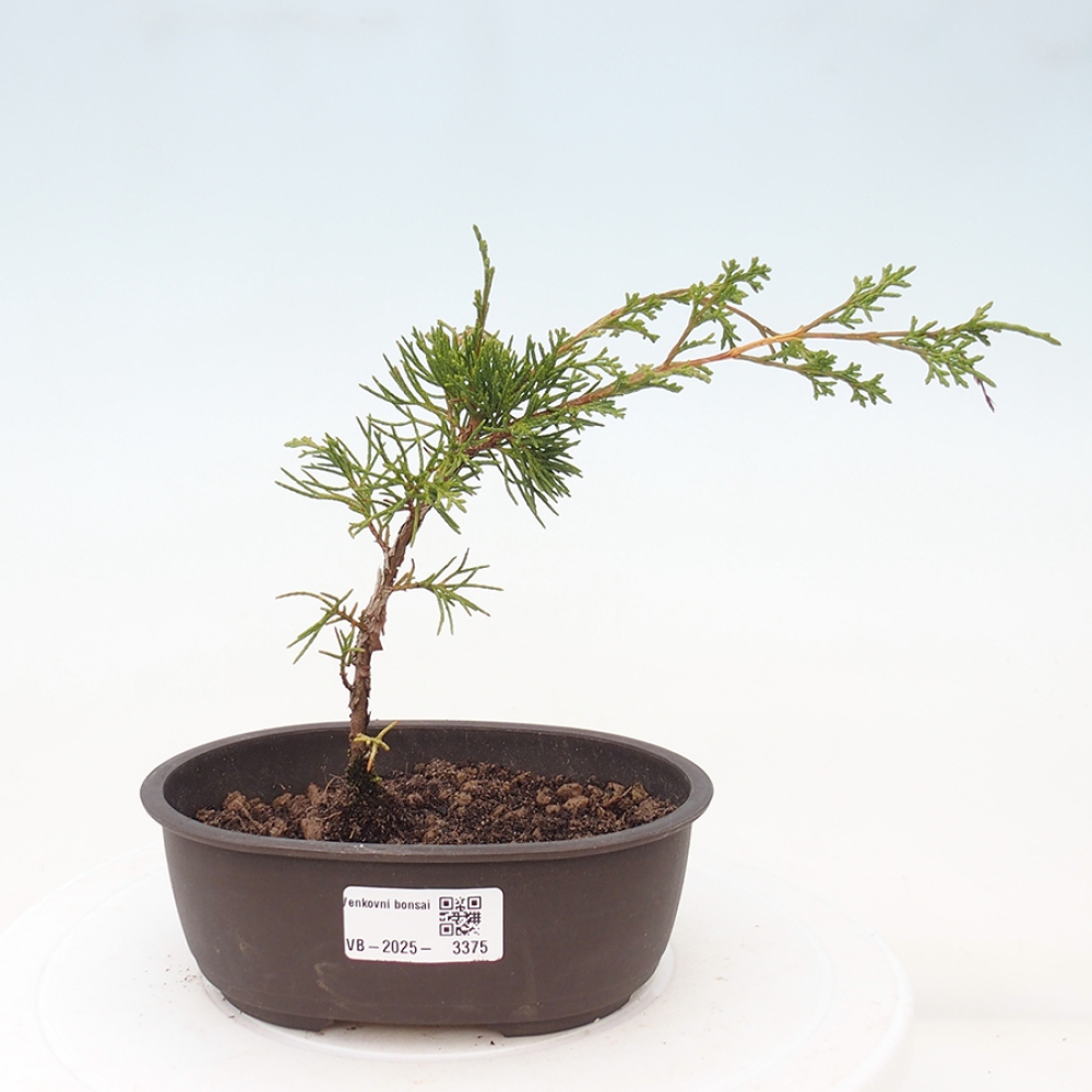 Bonsai da esterno - Juniperus chinensis Itoigawa