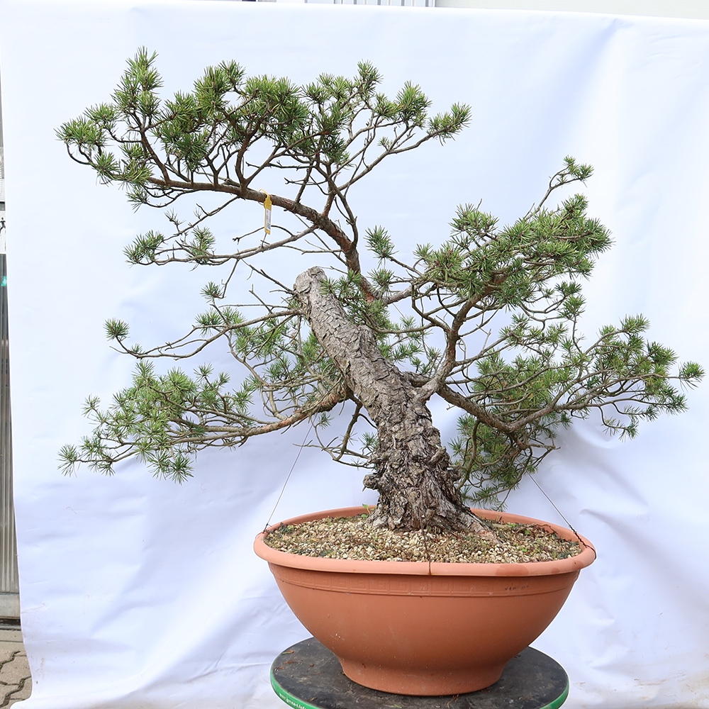 Pinus sylvestris Spagna - pino silvestre