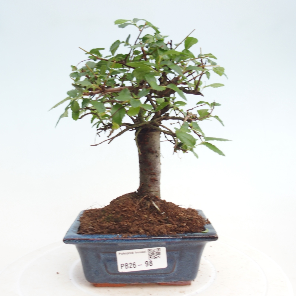 Camera bonsai - Ulmus parvifolia - Olmo a foglie piccole