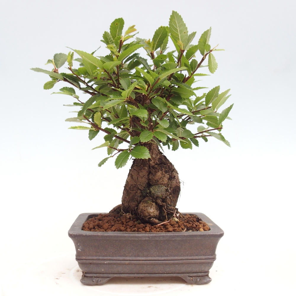 Bonsai da esterno - Zelkova - Zelkova NIRE