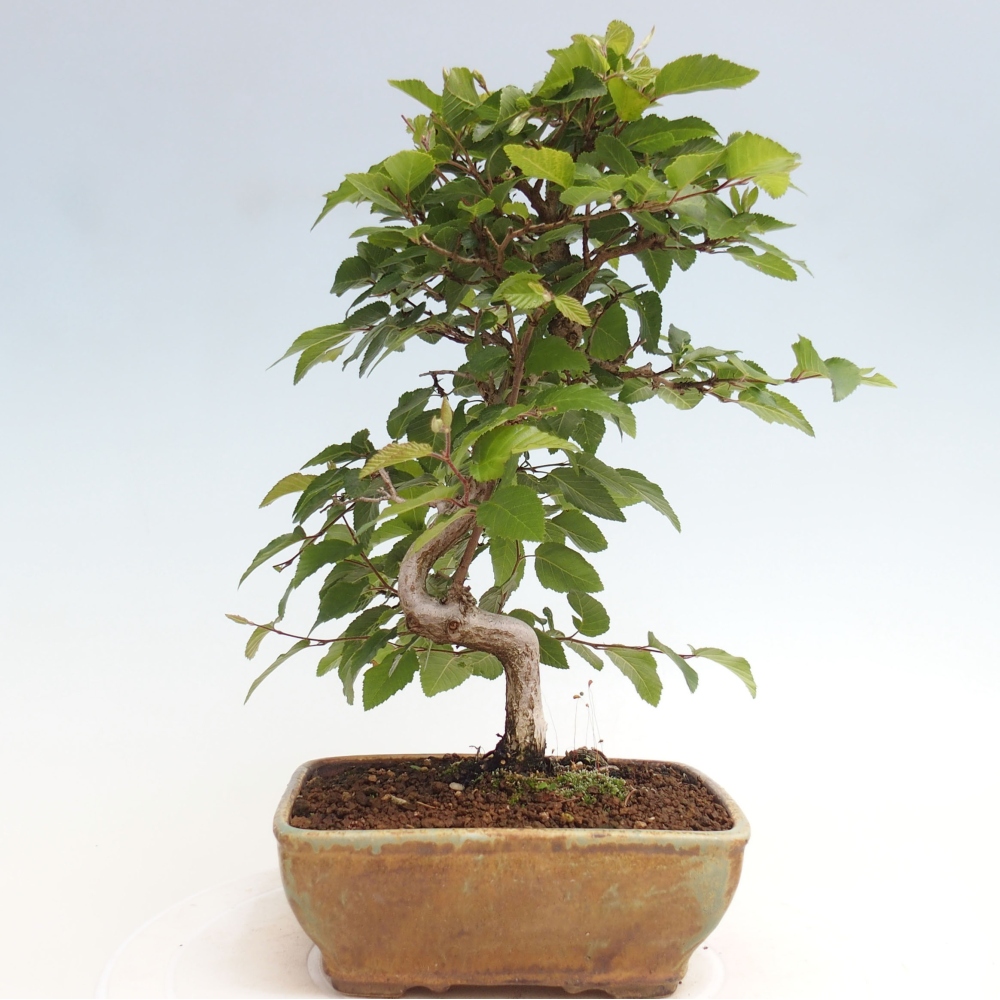 Bonsai da esterno -Carpinus CARPINOIDES - Carpino coreano