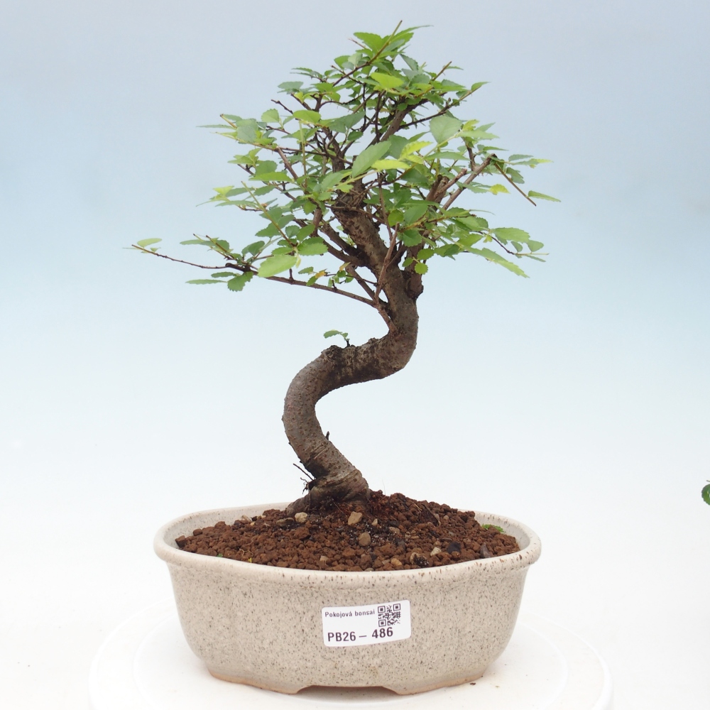 Camera bonsai - Ulmus parvifolia - Olmo a foglie piccole