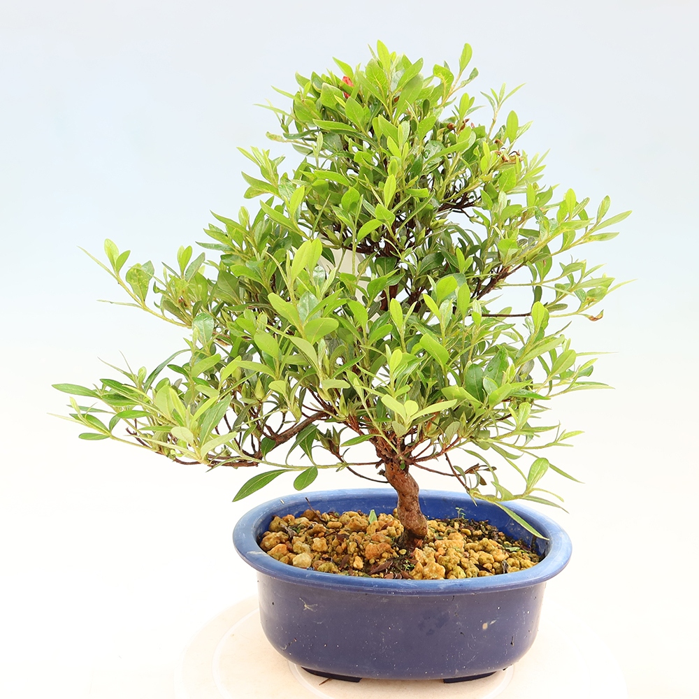 Bonsai da esterno - Azalea giapponese - Azalea Matsunami