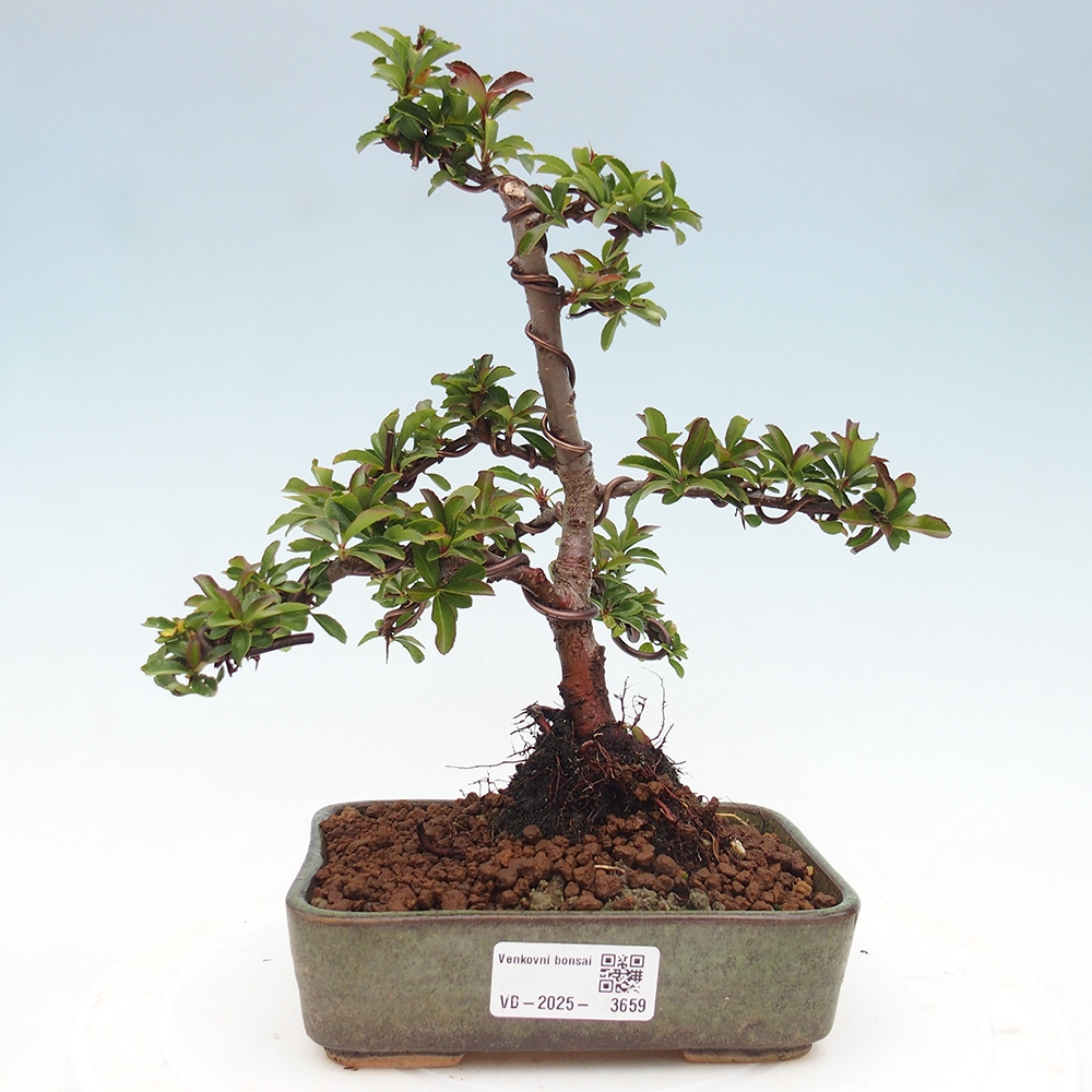Bonsai da esterno-Pyracantha Teton -Hlox