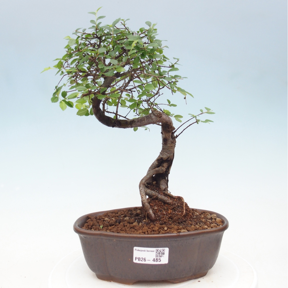 Camera bonsai - Ulmus parvifolia - Olmo a foglie piccole