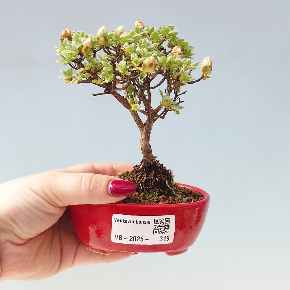 Bonsai da esterno - Rhododendron indicum - Azalea giapponese