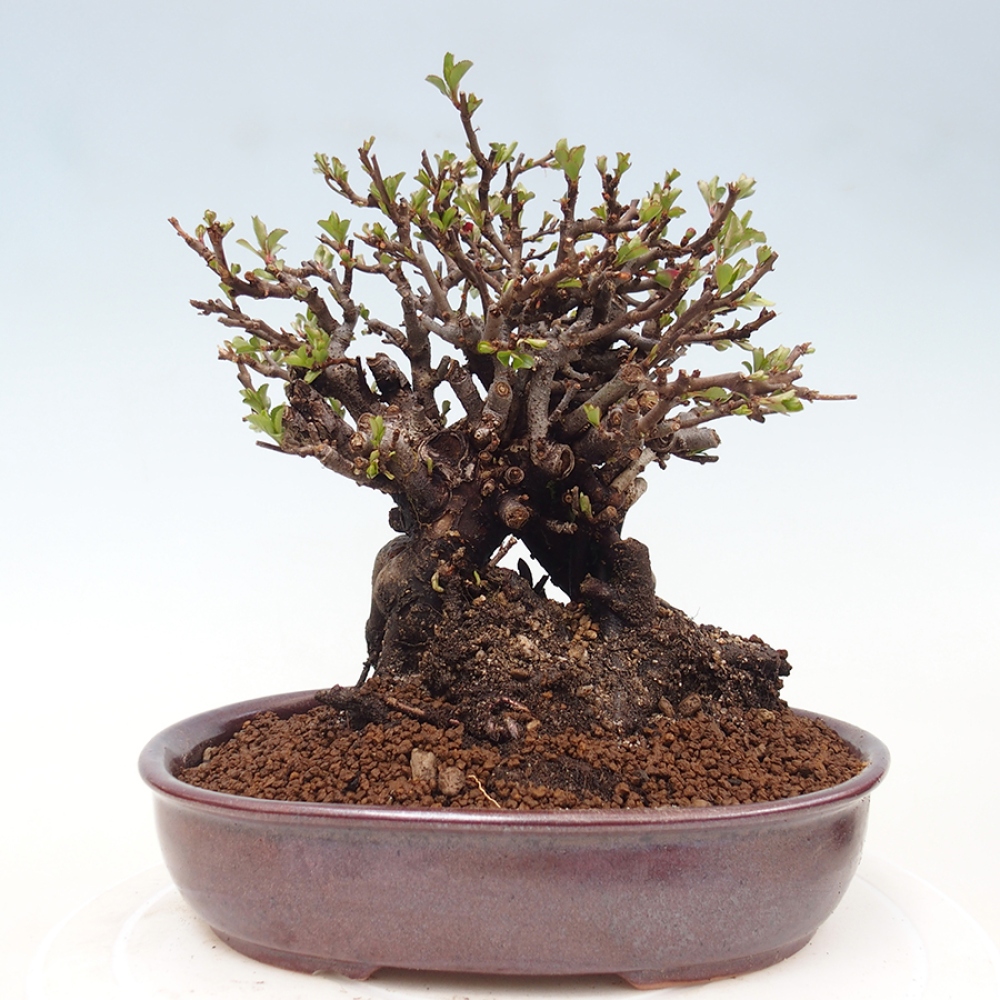 Bonsai da esterno - Chaneomeles speciosa - Cotogno