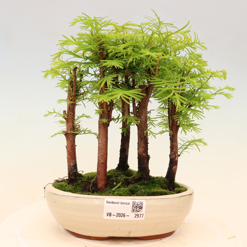 Bonsai da esterno - Metasequoia glyptostroboides - Metasequoia cinese - boschetto