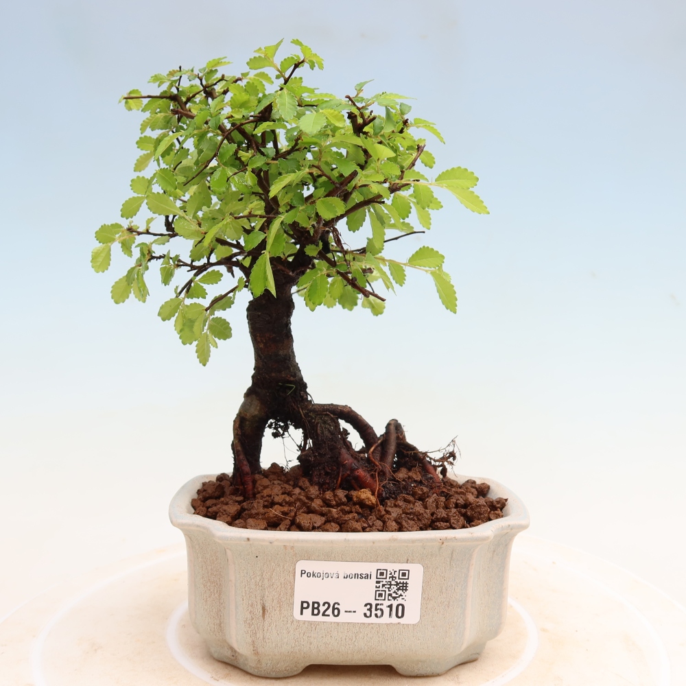 Camera bonsai - Ulmus parvifolia - Olmo a foglie piccole