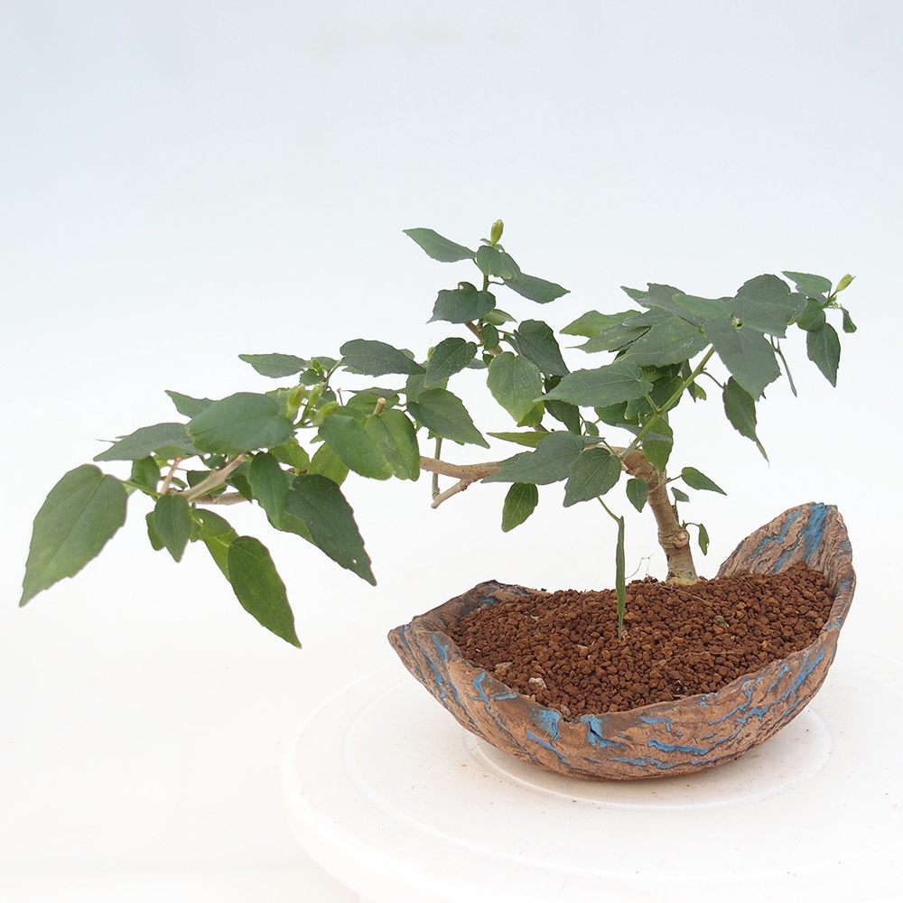 Bonsai da interno - Malvaviscus arboreus
