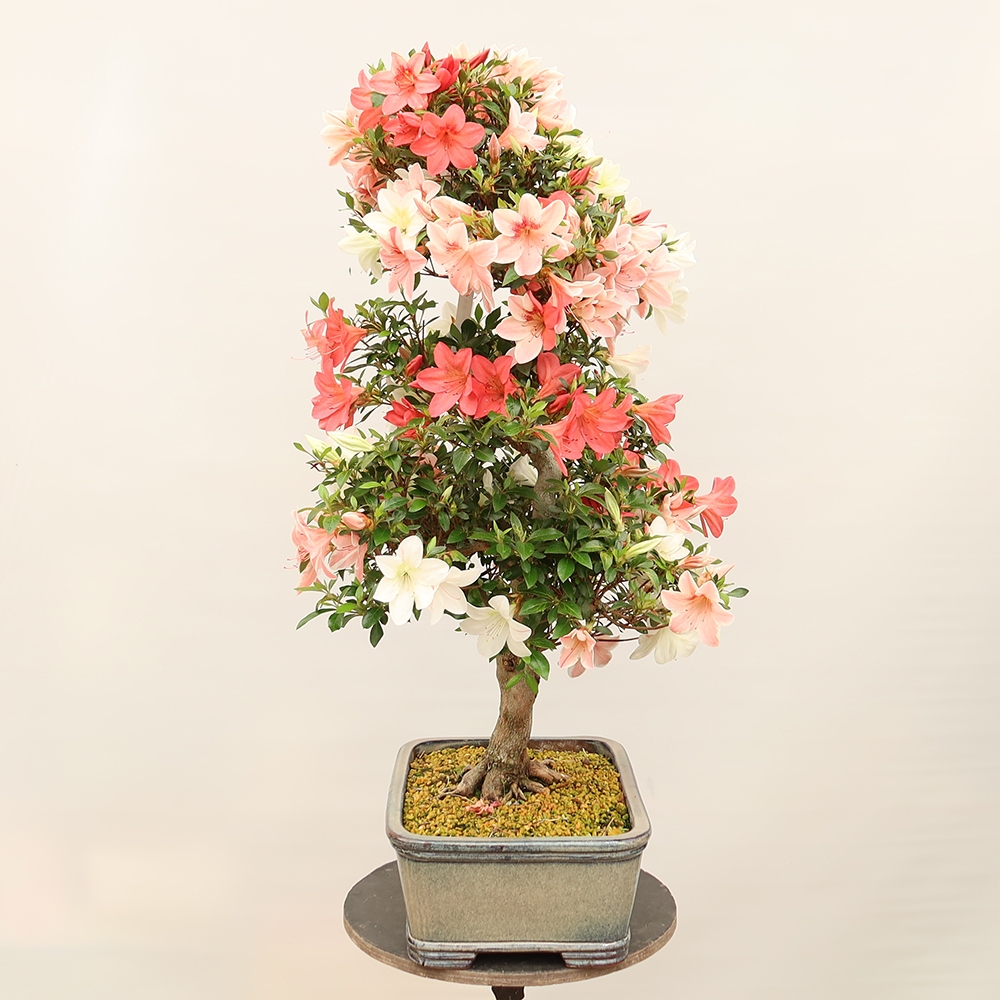 Bonsai da esterno - Azalea giapponese - Azalea Saishun