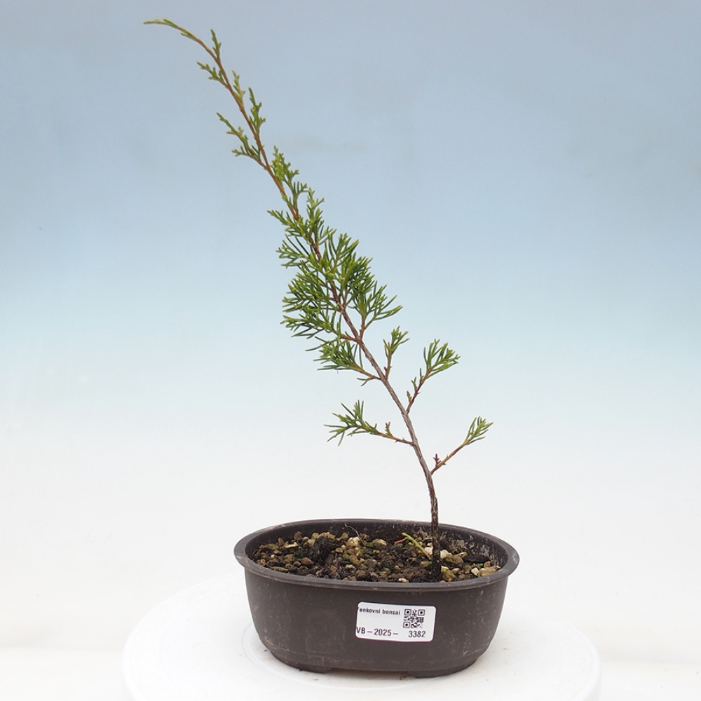 Bonsai da esterno - Juniperus chinensis Itoigawa