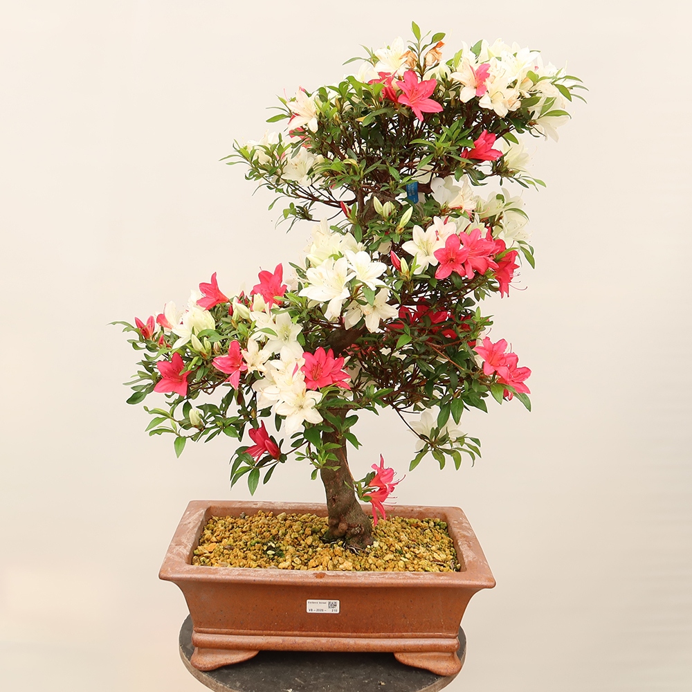 Bonsai da esterno - Azalea giapponese - Azalea CHIHIRO