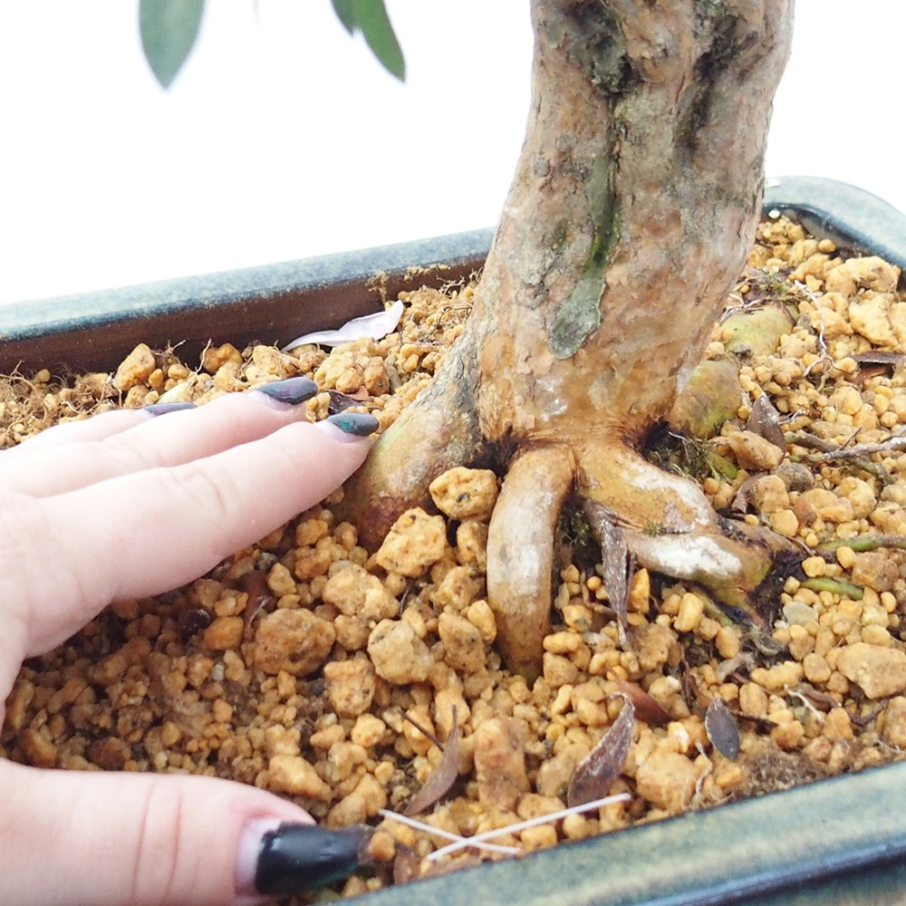 Bonsai da esterno - Azalea giapponese - Azalea Hanatsuzuri